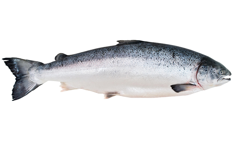 Salmon (3-4)Kg