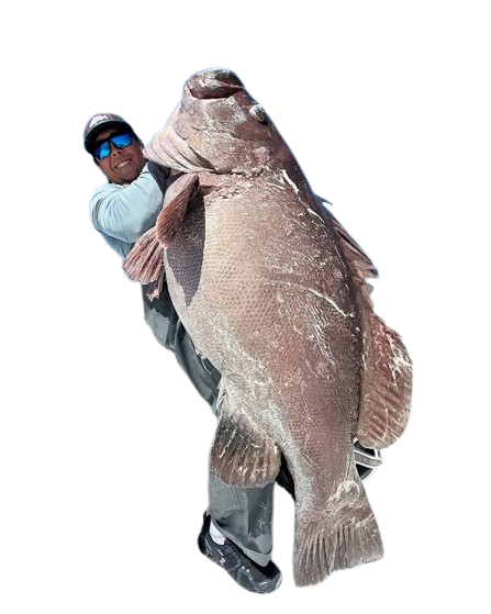 Grouper Fish