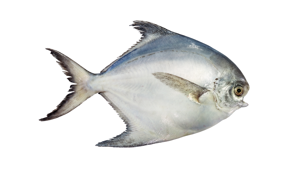 Pomfret China(10p)Kg