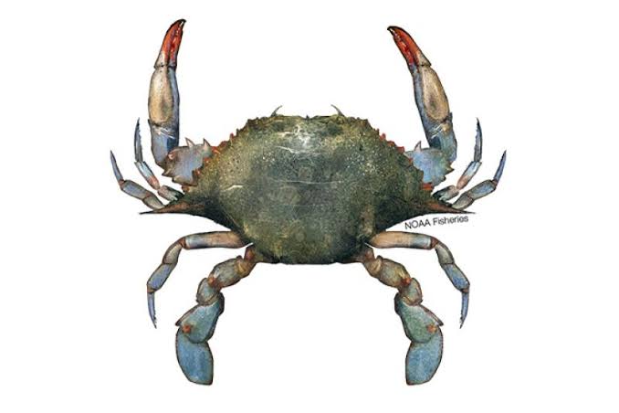 Crab(7-10p)kg