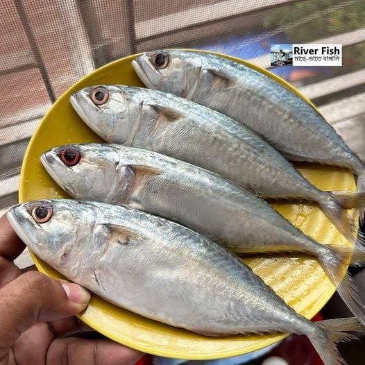 Mackerel fish
